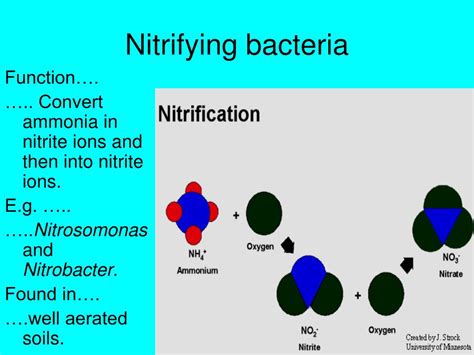 PPT - The Nitrogen Cycle PowerPoint Presentation - ID:368207