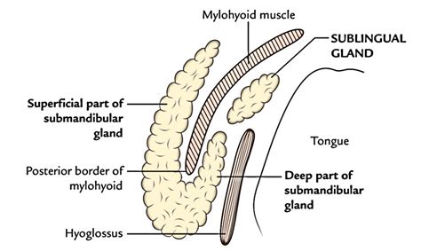 Submandibular Gland, Submandibular Ganglion (Langley’s Ganglion) and Sublingual Gland