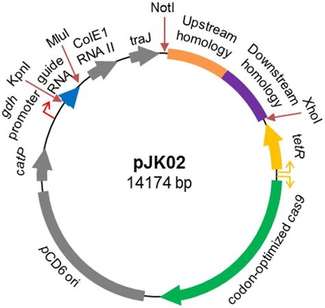 C. difficile CRISPR-Cas9 plasmid map. The pMTL84151 backbone, depicted ...