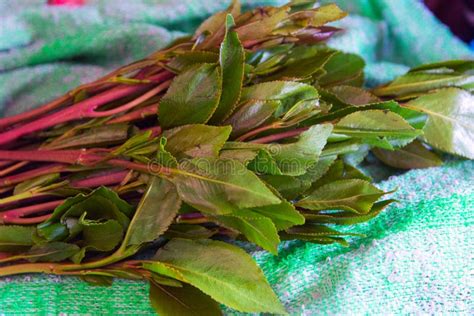 Khat plant stock image. Image of bouquet, ethiopia, medicine - 192784339