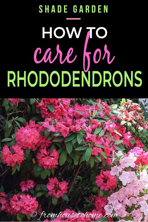 Rhododendron Care: How To Grow Beautiful Rhododendrons and Azaleas ...