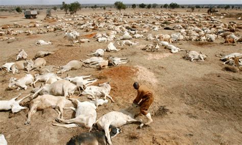 Drought hits Ethiopia, claims 2 million animals - Punch Newspapers