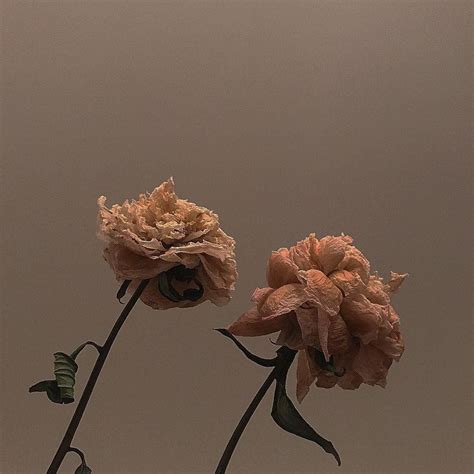 aout | Flower aesthetic, Nude flowers aesthetic, Aesthetic widgetsmith pictures