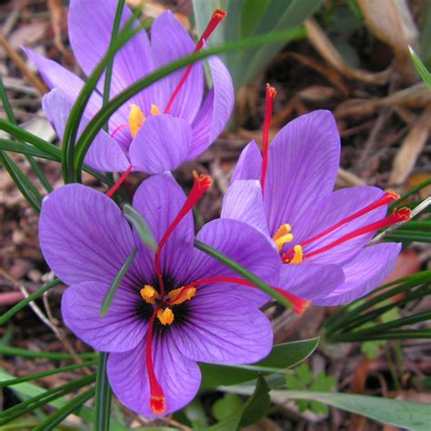 Crocus, Fall Flowering 'Saffron Crocus' 10 Bulbs