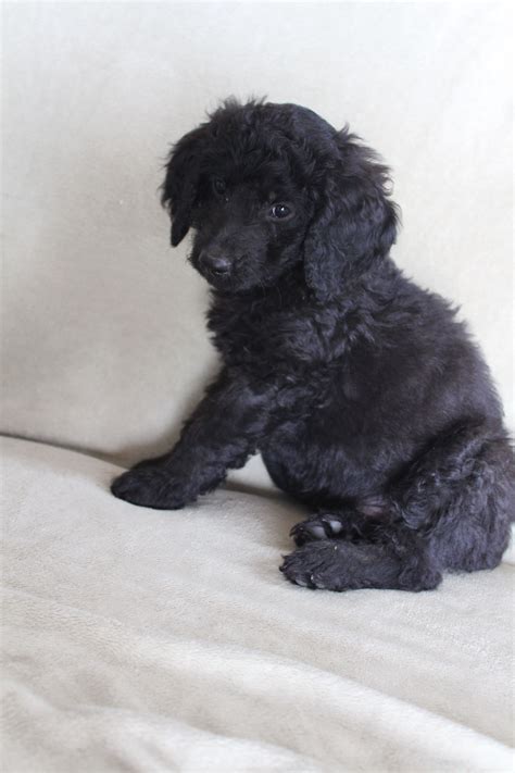 'Stormy' July 10/13 Still available. F1b Mini Goldendoodle | Toy poodle ...