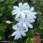 Buy GLOBALPLANTS JUI FLOWER PLANT Online at Best Prices in India - JioMart.