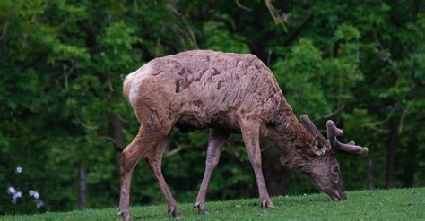 Close Up View of a Deer Eating Grass Free Stock Video Footage, Royalty ...