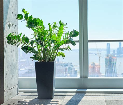 How To Choose The Right Plants For Your Office + Care Tips • My City ...