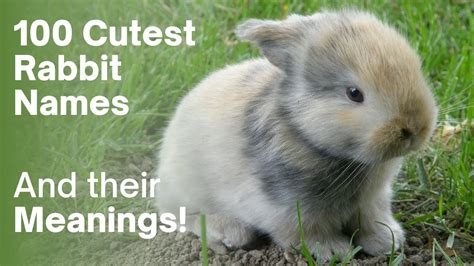 100 Cute Rabbit Names and Meanings, 50 Boy and 50 Girl Bunny Names! - YouTube