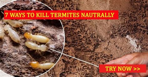 How To Get Rid Of Termites In Plants - BOULDERWOODGROUP.COM Blog