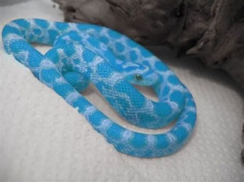 17 Hypnotically Colorful And Ridiculously Good Looking Snakes | Corn ...