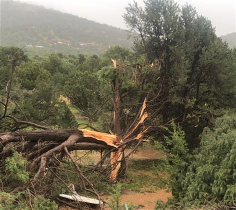 PHOTO Look At All The Trees That Were Damaged By Tornado In Williams Arizona Today