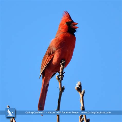 Cardinal Facts — CARING CARDINALS