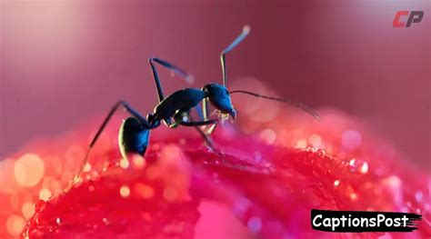 150+ Best Ant-keeping Captions for Instagram [Perfect, Cute]