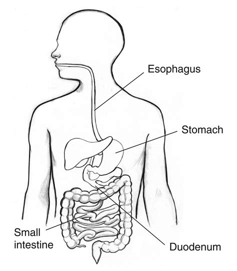 Human Digestive System Drawing at GetDrawings | Free download