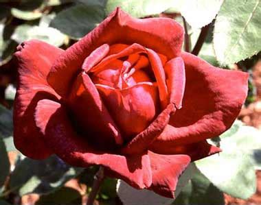 Oklahoma State Flower | Oklahoma Rose