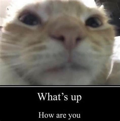 How's it hangin'? | /r/wholesomememes | Wholesome Memes | Know Your Meme