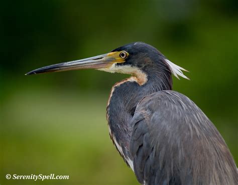 Tricolored Herons | Serenity Spell