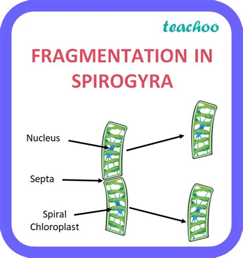 Fragementation - with Examples and Diagrams [Reproduction Class 10]