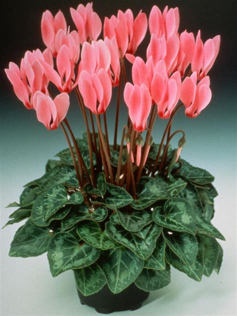 Cyclamen is a Hardy Perennial for Colder Growing Zones | HGTV