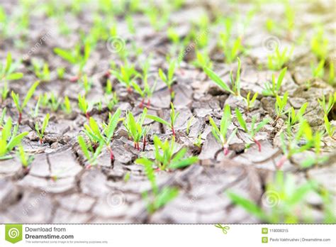 Dry land with green plants stock image. Image of hope - 118006315