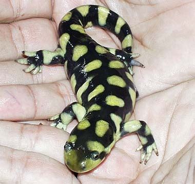 Barred Tiger Salamander | Tiger salamander, Amphibians, Lizard