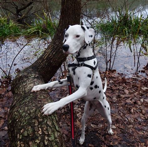 Pin on Dalmatian | Dalmatian dogs, Puppies, Dog trainer