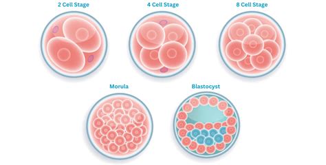 Understanding Embryo Grading - Genesis Fertility New York