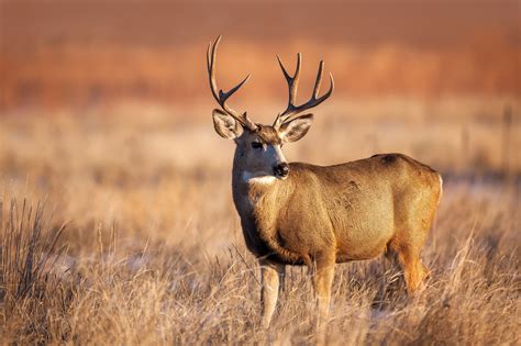 Mule Deer Buck In Golden Grass Fine Art Photo Print | Photos by Joseph C. Filer