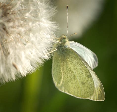 Small white | Small white (Pieris rapae) butterfly perchedon… | Flickr