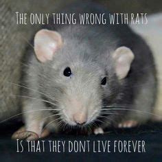 Funny Rat Quotes - ShortQuotes.cc