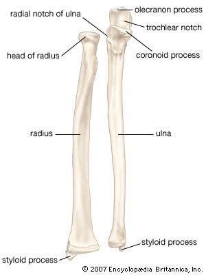 Ulna Flashcards | Quizlet