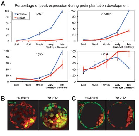 Significant effect of Cdx2 reduction on gene expression at various ...