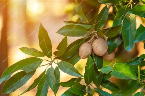 Premium Photo | Close up of Sapodilla grow on the Sapodilla tree in a ...