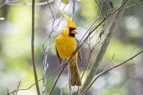 Yellow Cardinal Bird: Everything You Need to Know About This Bird