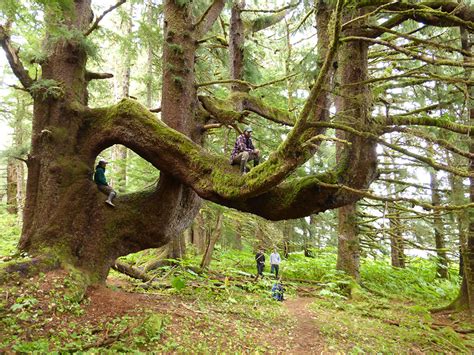 Discover 5 of America’s Old-Growth Forests - American Forests