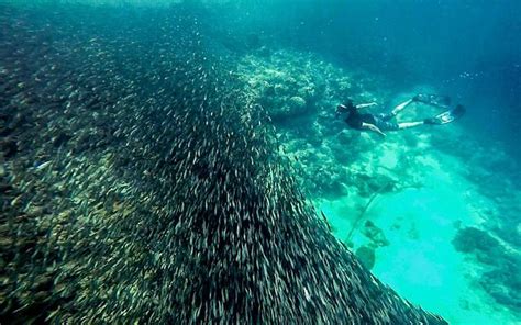 Moalboal Sardine Run e Kawasan Canyoneering da Cebu City 2024