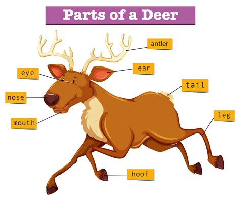 Diagram showing parts of deer 455860 Vector Art at Vecteezy