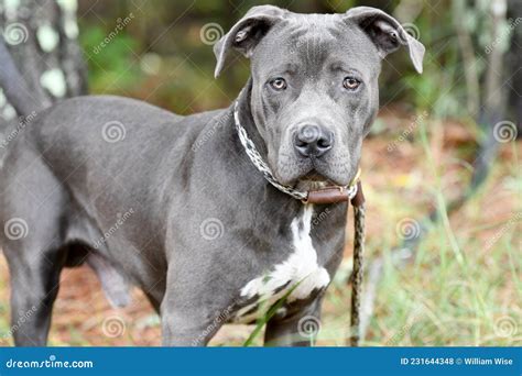 Young Blue Nose Pitbull Terrier Dog Outside on Leash Stock Photo - Image of nose, silver: 231644348