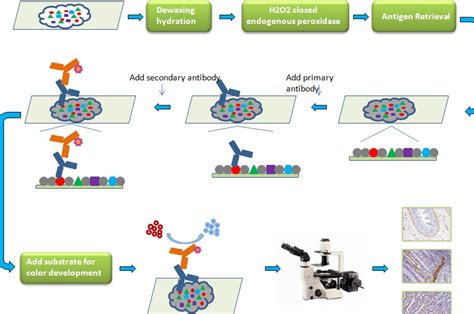 Immunohistochemistry Protocol – Avidin / Biotin Complex (ABC) Method – Ryan Gill Lab