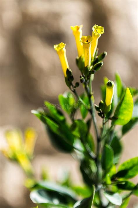 Nicotiana glauca stock image. Image of mediterranean - 101551063