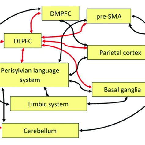 | Approximate anatomical location of the dorsolateral prefrontal cortex ...