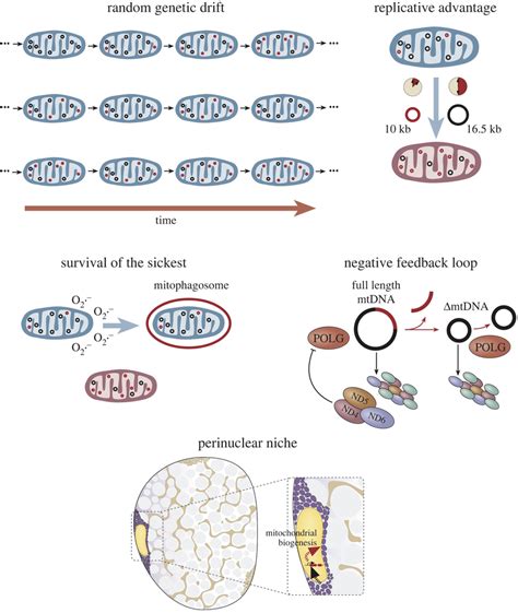 Theories of clonal expansion. The mechanism by which clonal expansion... | Download Scientific ...