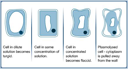 10.2 Plasmolysed Cells | Igcse biology, Gcse biology revision, Biology