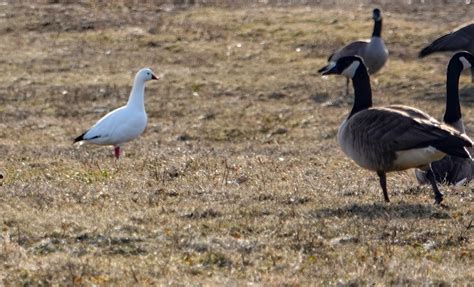 Gale's Photo and Birding Blog: Ross's Goose