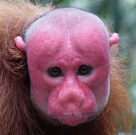 🔥 this red faced monkey 🔥 : r/NatureIsFuckingLit