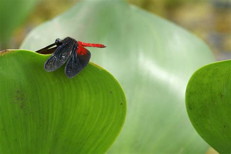 Black and red dragonfly – Home