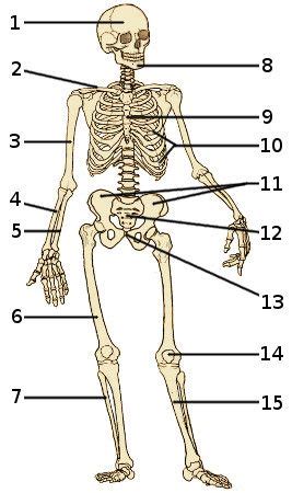 The bones of the human skeleton | Human skeleton anatomy, Skeletal system, Human body anatomy