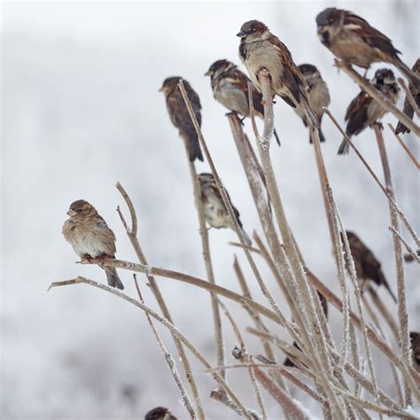 Sparrows sitting in bush in winter park. Frosty weather. Urban fauna ...