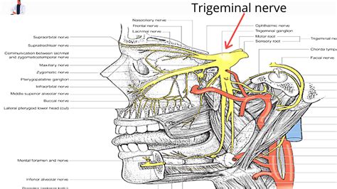 Trigeminal Nerve: Functional component, Division, Applied anatomy >